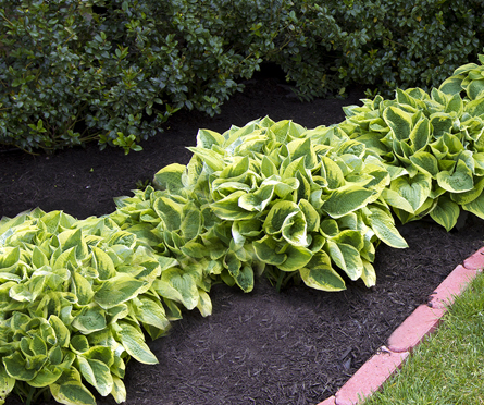 Flower Bed with Black Mulch